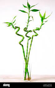 Envio y venta de flores ,rosas, plantas,arreglos florales ,regalos y desayunos a domicilio con delivery gratis en la Ciudad Autonoma de Buenos Aires y con costo de env�o en localidades del Gran Buenos Aires asi como delivery de flores y plantas a trav�s de florerias asociadas en todas las provincias de la Argentina, Buenos Aires, la Pampa, Tucuman, La Rioja, R�o Negro, Entre Rios, Corrientes, Misiones, Neuquen, Chubut, Tierra del Fuego, Santa Cruz, San Luis, Mendoza, Cordoba, Jujuy, Formosa, Santiago del Estero, Salta, Chaco, Catamarca ,San Juan, y ademas realizamos el delivery de flores ,coronas,palmas , plantas y regalos a todas las ciudades de Argentina, Mar del Plata, C�rdoba, Buenos Aires, con cargo en Santa Rosa, La Plata, Bella Vista, Neuquen, Pilar, Paran�, Posadas, Resistencia, Cipolleti y mas de 300 ciudades y localidades en todo el territorio de nuestro pa�s, asi como tambien tenemos la posibilidad de enviar flores a casi todo el mundo en cuestion de horas